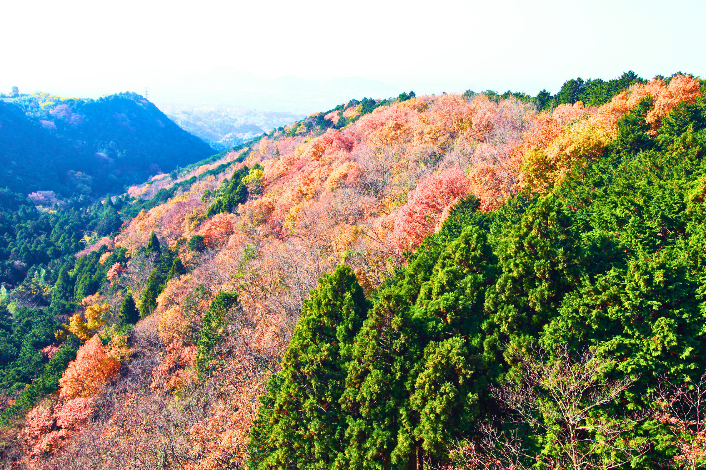 mishima, shizuoka (2).webp